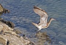 O co chodzi z rozliczaniem pitu?